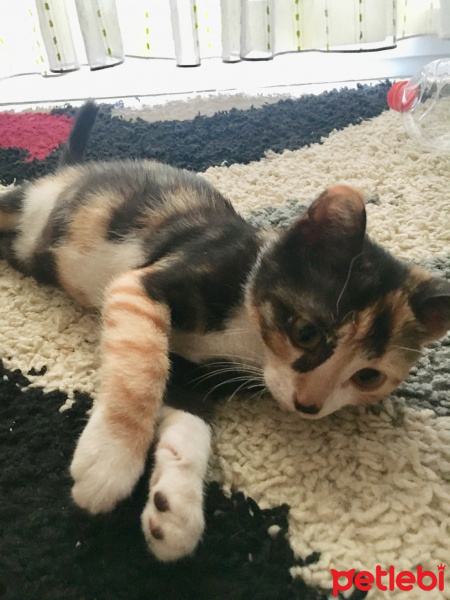 Abyssinian, Kedi  Pecan fotoğrafı