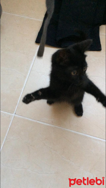 Bombay, Kedi  Zeytin fotoğrafı
