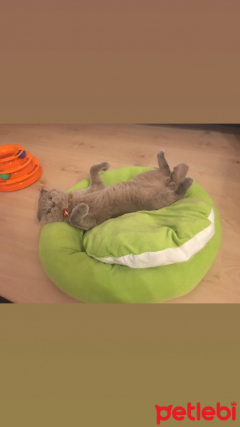 Scottish Fold, Kedi  Smokey fotoğrafı