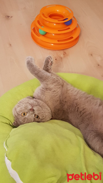 Scottish Fold, Kedi  Smokey fotoğrafı