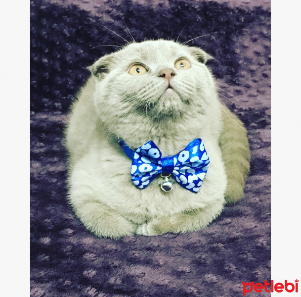 Scottish Fold, Kedi  Smokey fotoğrafı