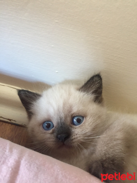 British Shorthair, Kedi  Yok fotoğrafı