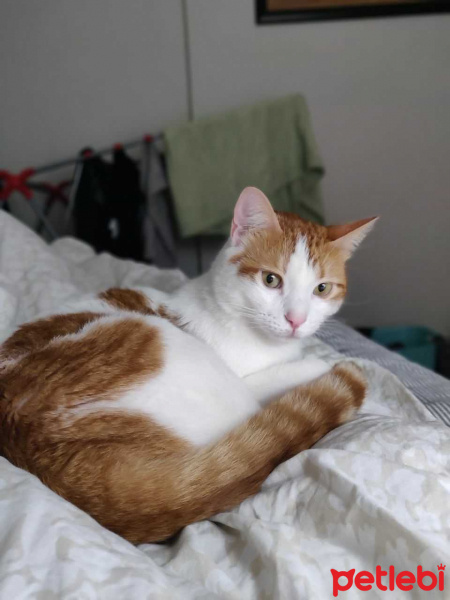 Sarman, Kedi  Sarı fotoğrafı