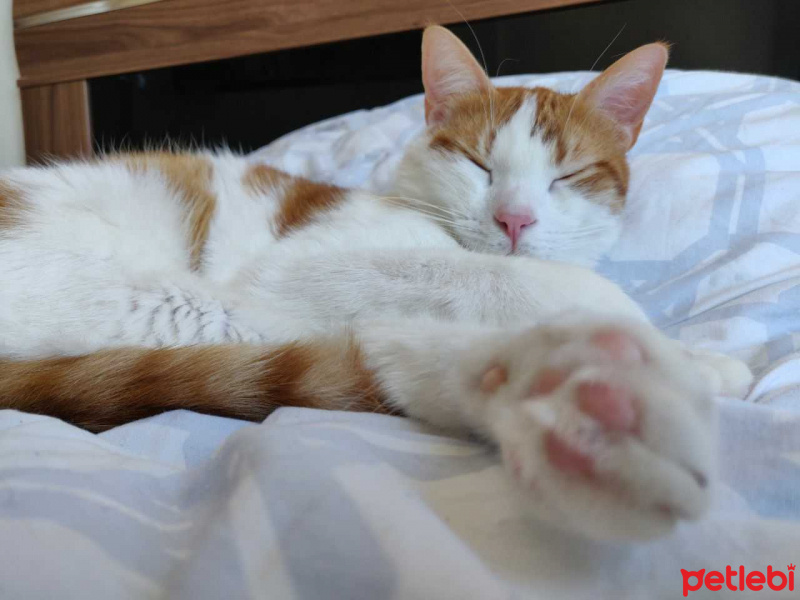 Sarman, Kedi  Sarı fotoğrafı