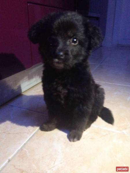 Labrador Retriever, Köpek  Jessi fotoğrafı