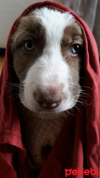 Labrador Retriever, Köpek  Karamel fotoğrafı