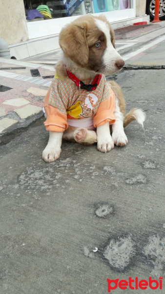 Labrador Retriever, Köpek  Karamel fotoğrafı