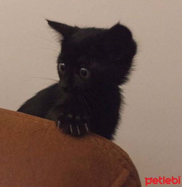 Tekir Kedi, Kedi  Üzüm fotoğrafı