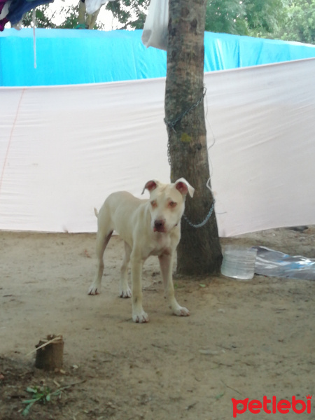 Amerikan Pitbull Terrier, Köpek  Bella fotoğrafı