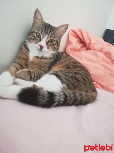 Tekir Kedi, Kedi  Tigris fotoğrafı
