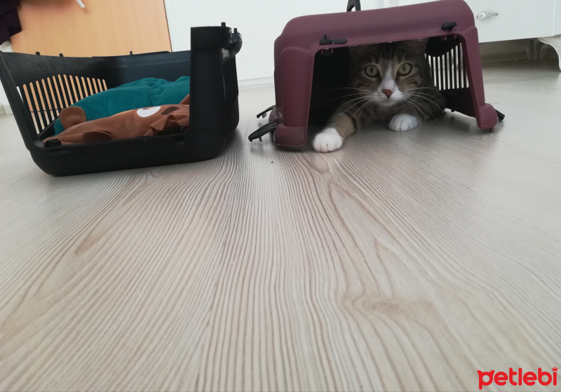 Tekir Kedi, Kedi  Tigris fotoğrafı