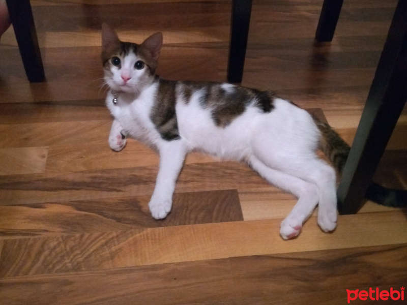 Tekir Kedi, Kedi  Simba fotoğrafı