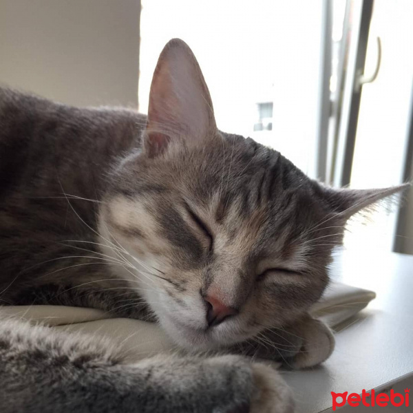 Tekir Kedi, Kedi  Portakal fotoğrafı