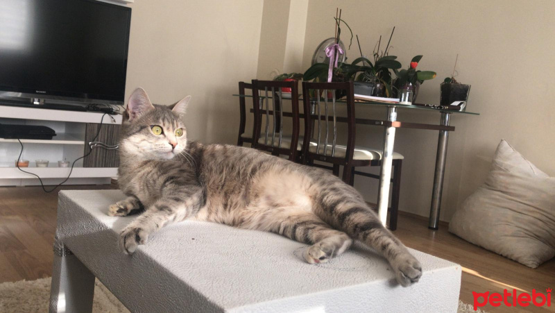 Tekir Kedi, Kedi  Portakal fotoğrafı