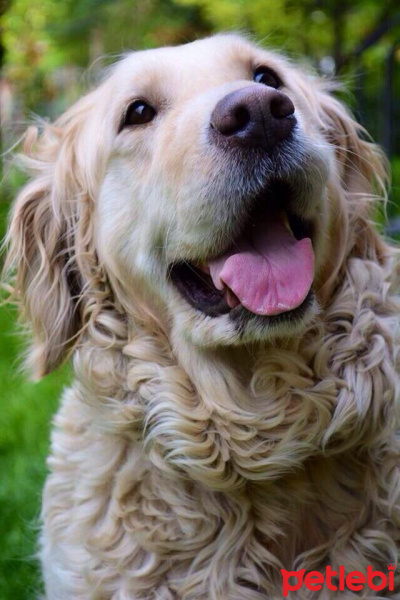 Golden Retriever, Köpek  karamel fotoğrafı