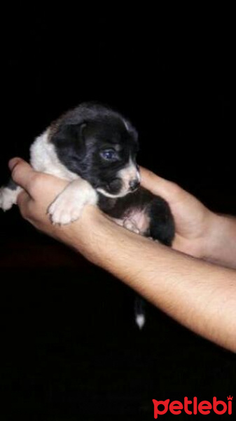 Amerikan Staffordshire Terrier, Köpek  Diablo fotoğrafı