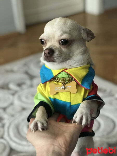 Chihuahua, Köpek  Gofret fotoğrafı