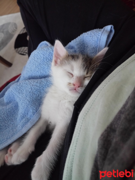 Tekir Kedi, Kedi  Lidya fotoğrafı