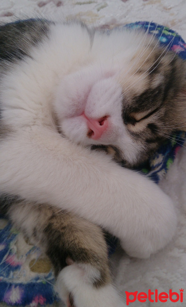Tekir Kedi, Kedi  Çakıl fotoğrafı