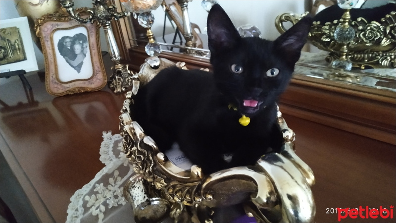 Bombay, Kedi  Ares fotoğrafı