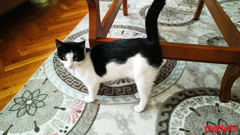 Bombay, Kedi  Ares fotoğrafı