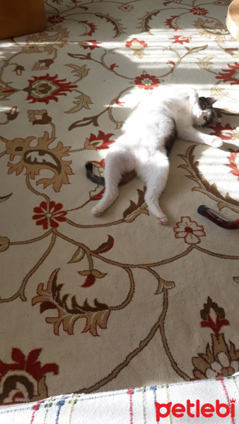 Tekir Kedi, Kedi  BONCUK fotoğrafı
