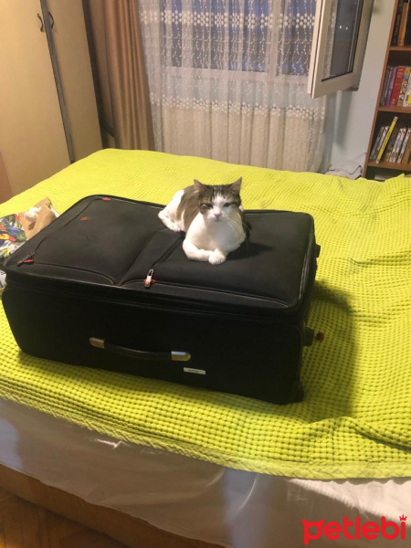 Tekir Kedi, Kedi  BONCUK fotoğrafı