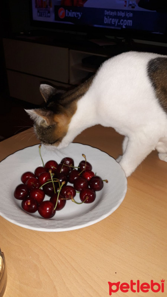 Tekir Kedi, Kedi  BONCUK fotoğrafı
