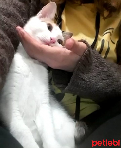 Tekir Kedi, Kedi  Hypatia fotoğrafı