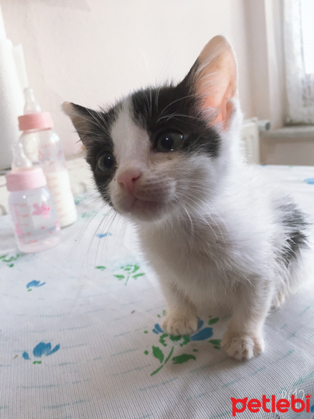 Sarman, Kedi  mobidik fotoğrafı