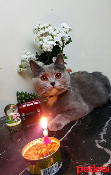 British Shorthair, Kedi  Mira fotoğrafı