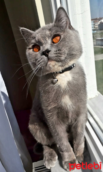 British Shorthair, Kedi  Mira fotoğrafı