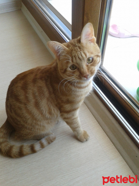 Sarman, Kedi  Acur fotoğrafı