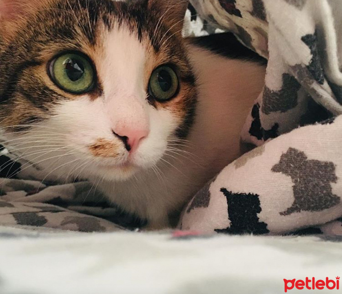 Tekir Kedi, Kedi  Kezban fotoğrafı