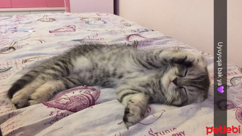 Scottish Fold, Kedi  Sherlock fotoğrafı