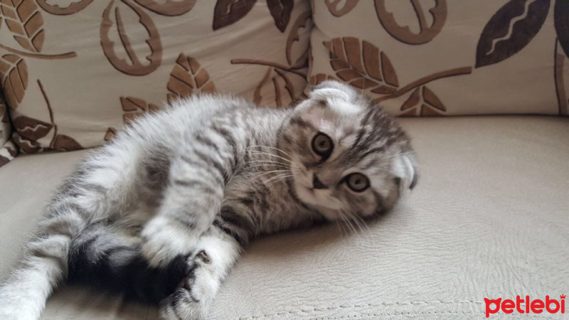 Scottish Fold, Kedi  Sherlock fotoğrafı
