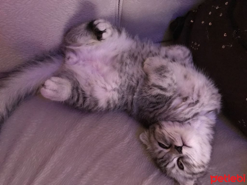 Scottish Fold, Kedi  Sherlock fotoğrafı