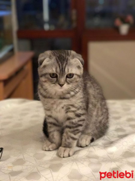 Scottish Fold, Kedi  Sherlock fotoğrafı