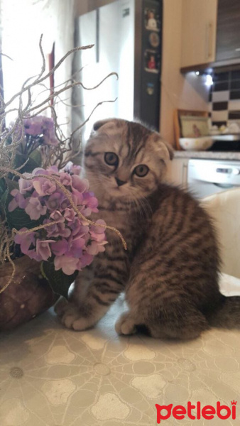 Scottish Fold, Kedi  Sherlock fotoğrafı