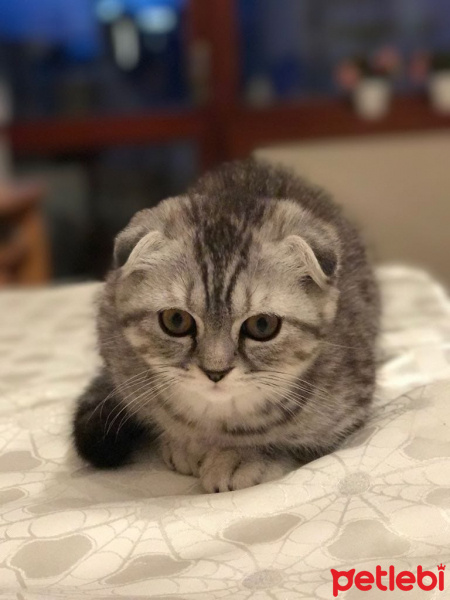 Scottish Fold, Kedi  Sherlock fotoğrafı