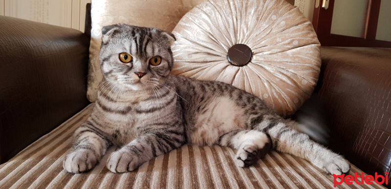 Scottish Fold, Kedi  Sherlock fotoğrafı