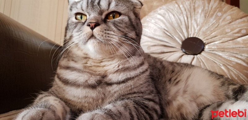 Scottish Fold, Kedi  Sherlock fotoğrafı