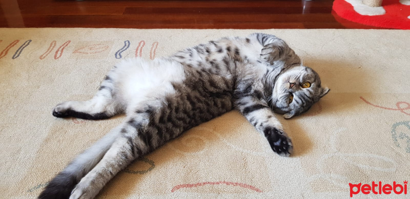 Scottish Fold, Kedi  Sherlock fotoğrafı