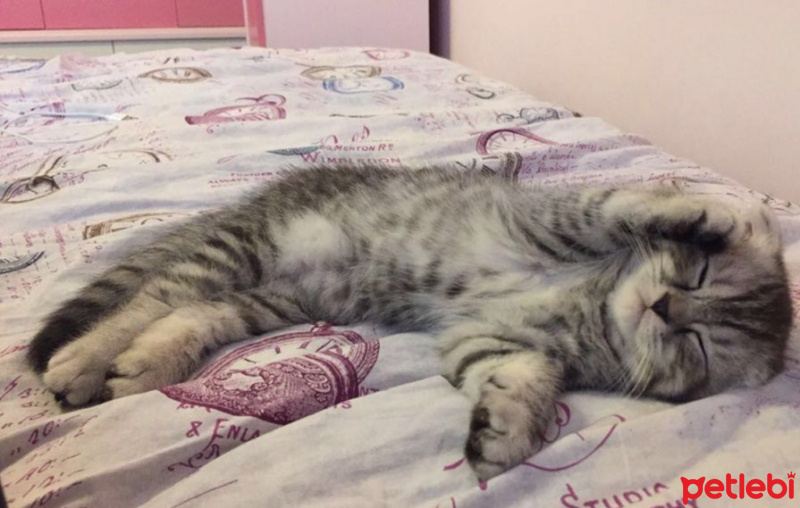 Scottish Fold, Kedi  Sherlock fotoğrafı