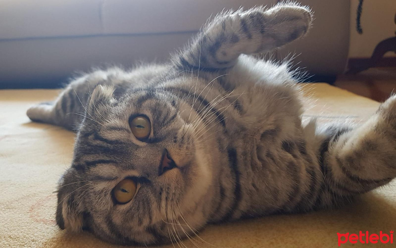 Scottish Fold, Kedi  Sherlock fotoğrafı