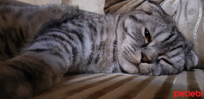 Scottish Fold, Kedi  Sherlock fotoğrafı