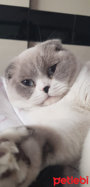Scottish Fold, Kedi  Sherlock fotoğrafı