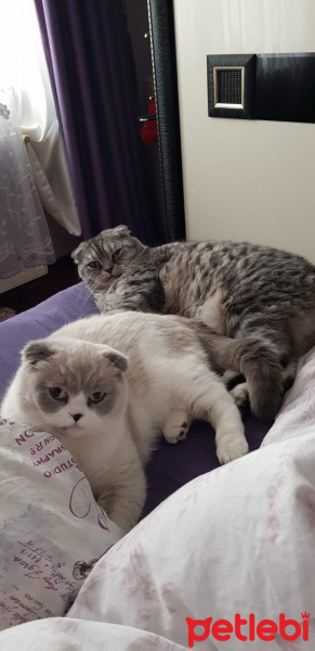 Scottish Fold, Kedi  Sherlock fotoğrafı