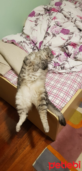 Scottish Fold, Kedi  Sherlock fotoğrafı