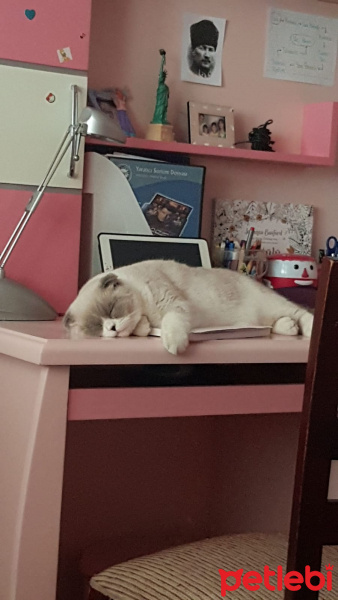 Scottish Fold, Kedi  Sherlock fotoğrafı